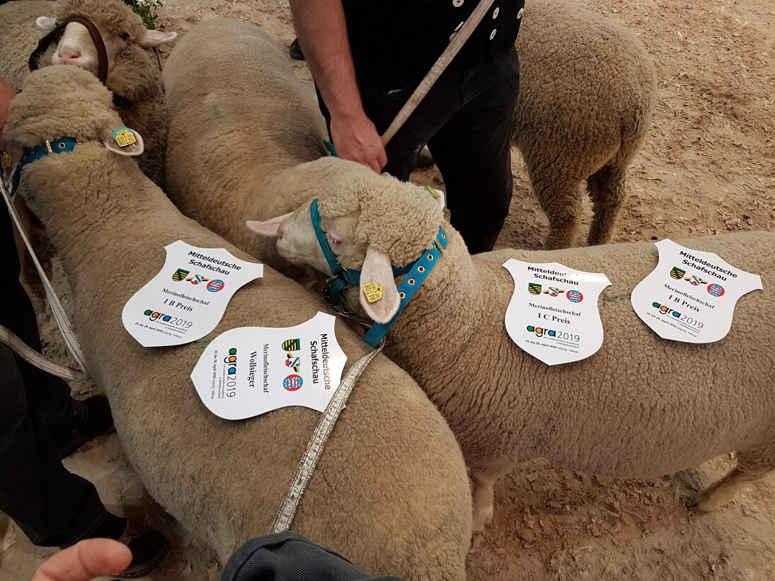 Prämierungen der Köllitscher Schafe auf der Agra 2019