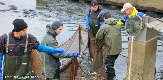 Ausbildung zum Fischwirt / zur Fischwirtin