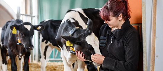 Ausbildung zum/zur Tierwirt/in