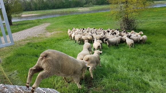 Schafe kommen endlich aufs Grünland