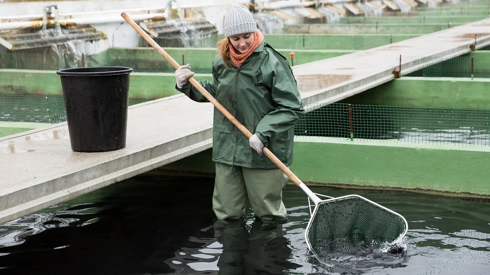 Fischwirtin mit Kescher steht mit Wathose in einem Aufzuchtbecken für Fische