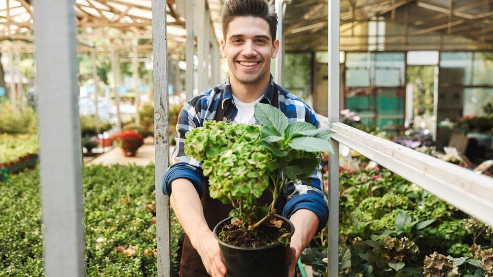 Glücklicher, junger Gärtners an seinem Arbeitsplatz über den Pflanzen, der eine Pflanze hält
