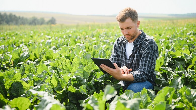 Landwirt, der die Ernte in einem Zuckerrübenfeld überprüft.