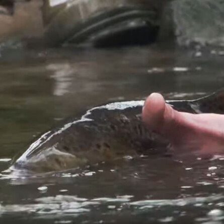 Lachs beim Wiedereinsetzen in Fließgewässer