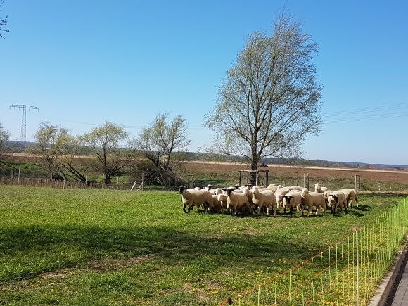 Schafe auf Koppel