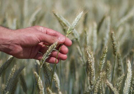 Hand mit Getreidehalm