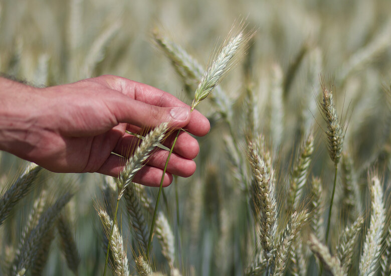 Hand mit Getreidehalm