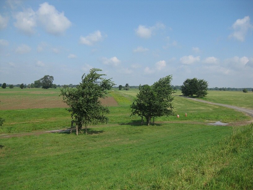 Beispielhafte Naturschutzleistungen des LVG: Einzelbaumpflanzungen in der wertvollen Auenlandschaft des Naturschutzgebiets Alte Elbe Kathewitz (Archiv LfULG, C.Schneier) 
