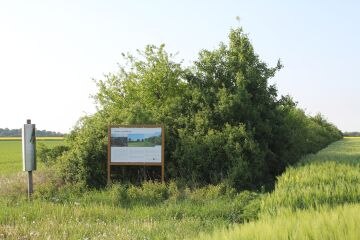 Heckenanpflanzung 1998 in der Feldflur mit Sträuchern, Großsträuchern und Bäumen