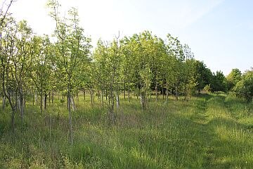 Gehölzpflanzung in der Feldmark 1993 ehemalige Schuttabladefläche