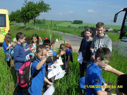 Grundschüler besichtigen noch junges Getreide auf einem Feld.