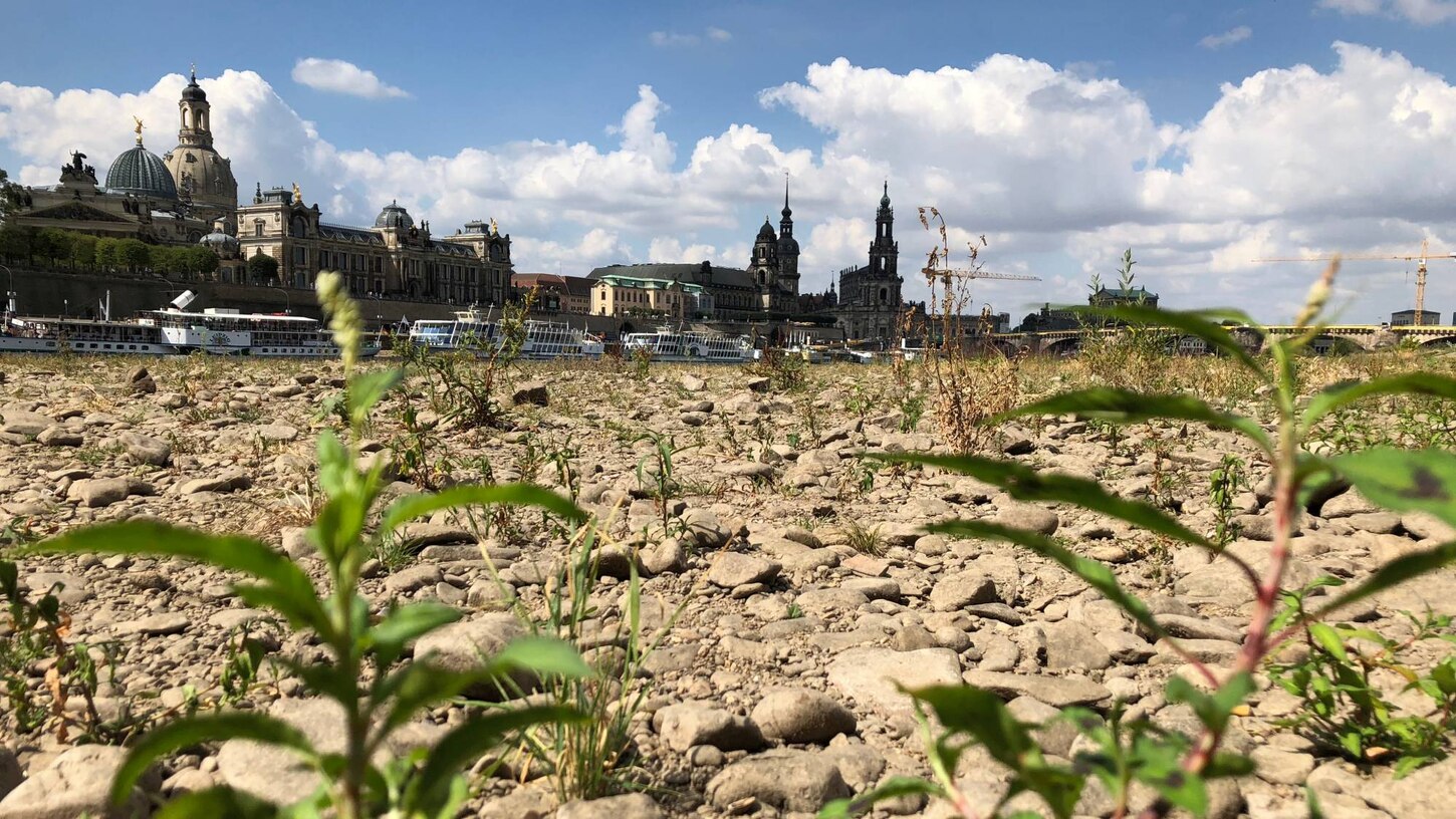trockenes Elbufer in Dresden